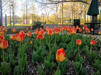 USI Tulips in Bloom