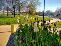 USI Tulips in Bloom