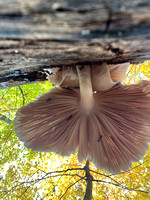 Common Gilled Mushrooms