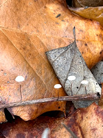 Common Gilled Mushrooms