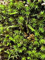 Lichen and Moss