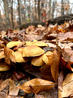 Common Gilled Mushroom