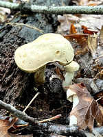 Common Gilled Mushroom