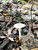 Common gilled mushroom