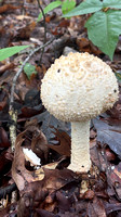 Common GIlled Mushroom