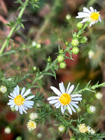 Hairy White Oldfield Aster