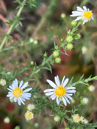 Hairy White Oldfield Aster