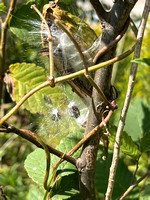 Milkweed