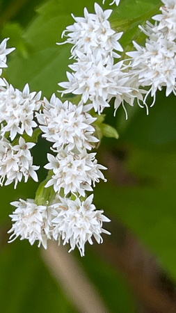 White Snakeroot