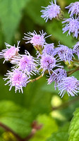 Blue Mistflower