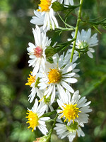 Hairy White Oldfield Aster