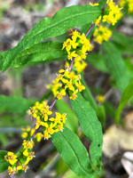 Bluestem Goldenrod