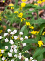 White Snakeroot