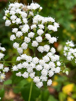 White Snakeroot