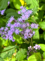 Blue Mistflower