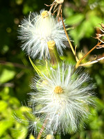 American Burnweed