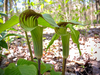 Jack In the Pulpit 2024