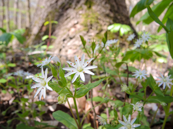 Star Chickweed 2024