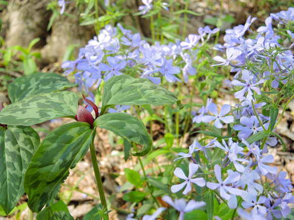 Blue Phlox 2024