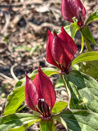 Trillium 2024