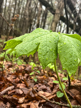 Mayapple 2024