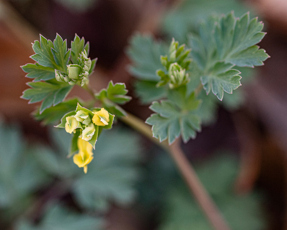 Corydalis 2024